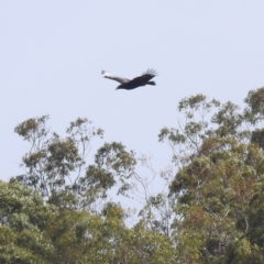 Aquila audax at Kandanga, QLD - 23 Sep 2023