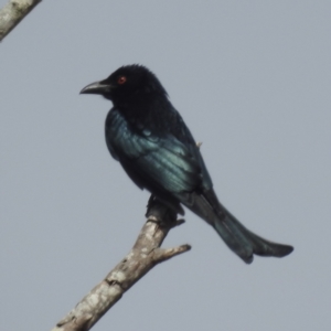 Dicrurus bracteatus at Kandanga, QLD - suppressed