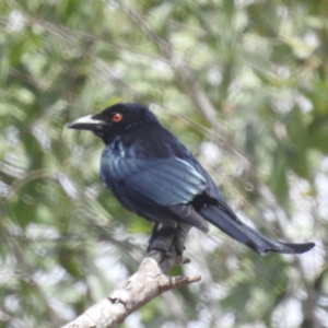 Dicrurus bracteatus at Kandanga, QLD - suppressed