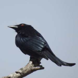 Dicrurus bracteatus at Kandanga, QLD - suppressed