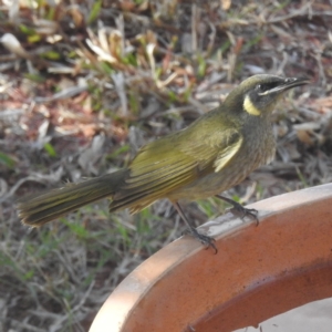 Meliphaga lewinii at Kandanga, QLD - suppressed