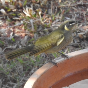 Meliphaga lewinii (Lewin's Honeyeater) at suppressed by HelenCross