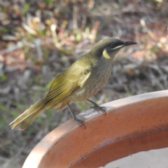 Meliphaga lewinii at Kandanga, QLD - suppressed