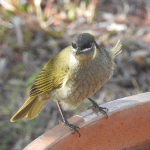 Meliphaga lewinii at Kandanga, QLD - suppressed