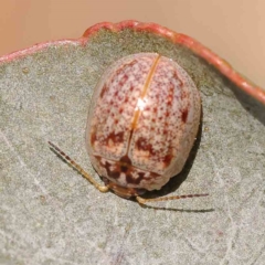 Paropsisterna m-fuscum (Eucalyptus Leaf Beetle) at Dryandra St Woodland - 25 Sep 2023 by ConBoekel