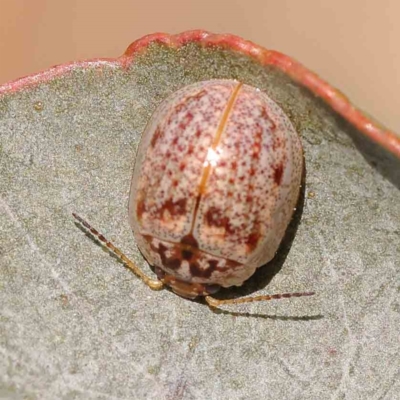 Paropsisterna m-fuscum (Eucalyptus Leaf Beetle) at Dryandra St Woodland - 25 Sep 2023 by ConBoekel