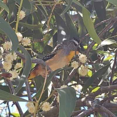 Pardalotus punctatus (Spotted Pardalote) at QPRC LGA - 25 Sep 2023 by Csteele4