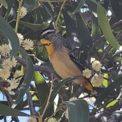 Pardalotus punctatus at Captains Flat, NSW - 25 Sep 2023