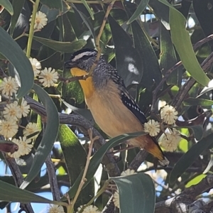 Pardalotus punctatus at Captains Flat, NSW - 25 Sep 2023