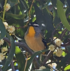 Pardalotus punctatus at Captains Flat, NSW - 25 Sep 2023