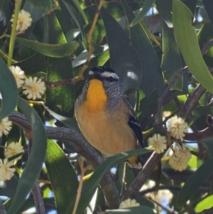 Pardalotus punctatus at Captains Flat, NSW - 25 Sep 2023