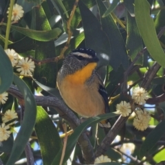 Pardalotus punctatus at Captains Flat, NSW - 25 Sep 2023