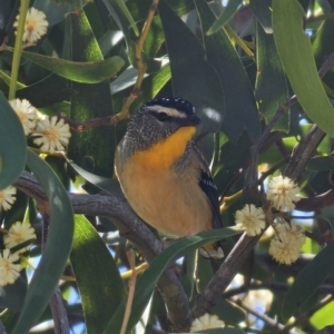 Pardalotus punctatus at Captains Flat, NSW - 25 Sep 2023