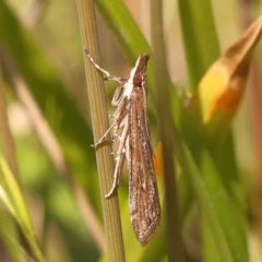 Eudonia cleodoralis (A Crambid moth) at Dryandra St Woodland - 25 Sep 2023 by ConBoekel