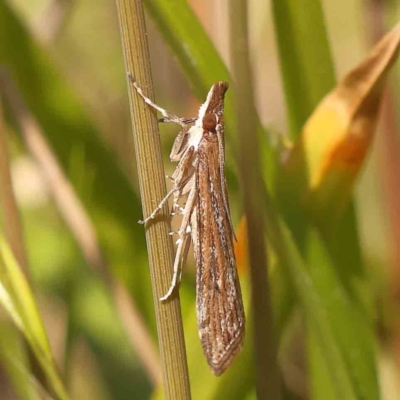 Eudonia cleodoralis (A Crambid moth) at O'Connor, ACT - 25 Sep 2023 by ConBoekel