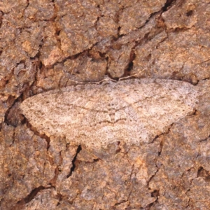 Ectropis (genus) at O'Connor, ACT - 25 Sep 2023