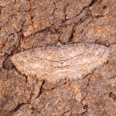 Ectropis (genus) (An engrailed moth) at Dryandra St Woodland - 25 Sep 2023 by ConBoekel