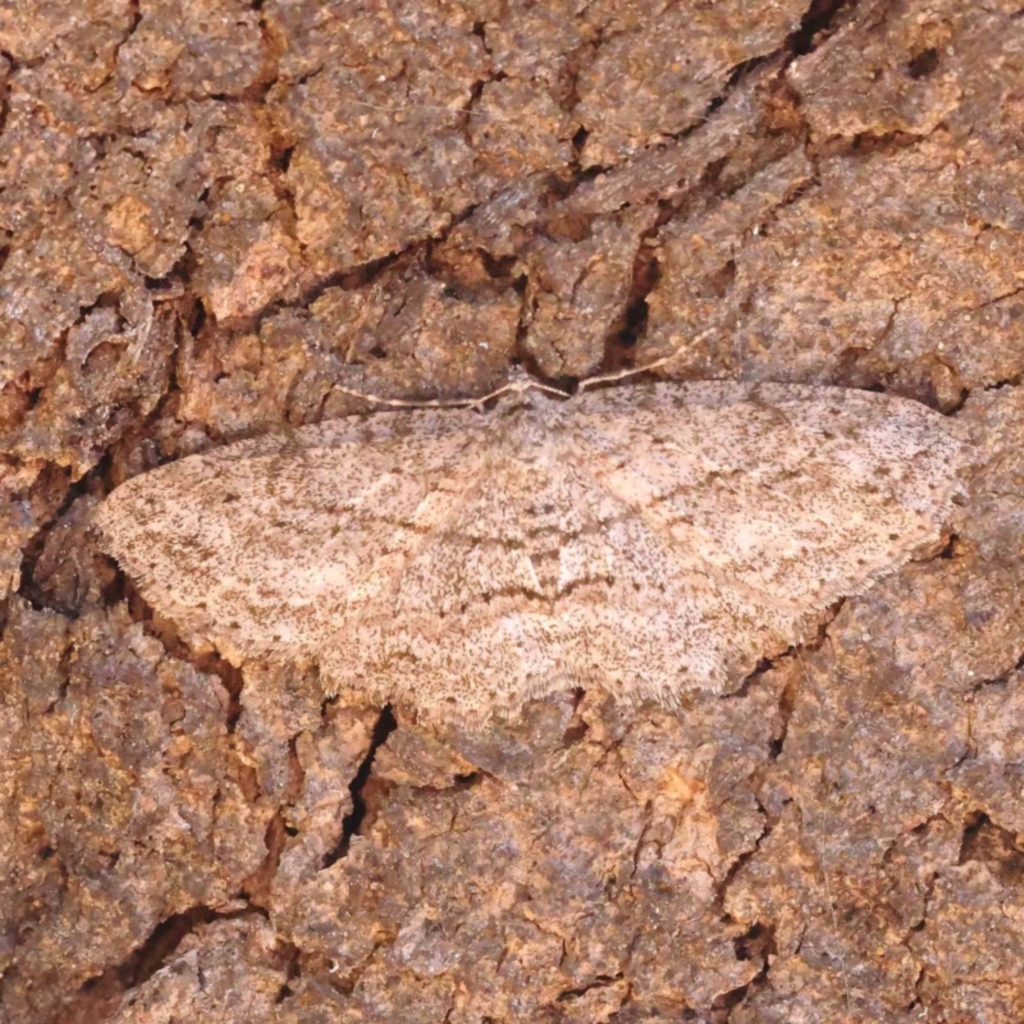 Ectropis (genus) at O'Connor, ACT - 25 Sep 2023