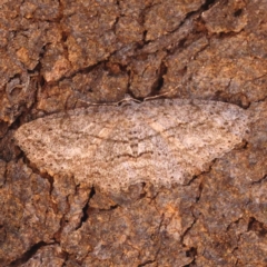 Ectropis (genus) at O'Connor, ACT - 25 Sep 2023 10:27 AM