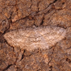 Ectropis (genus) at O'Connor, ACT - 25 Sep 2023