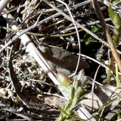 Goniaea australasiae (Gumleaf grasshopper) at Boro - 24 Sep 2023 by Paul4K