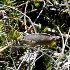 Goniaea australasiae at Borough, NSW - suppressed