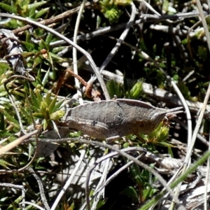 Goniaea australasiae at Borough, NSW - suppressed