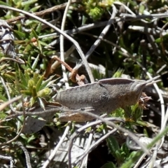 Goniaea australasiae at Borough, NSW - suppressed