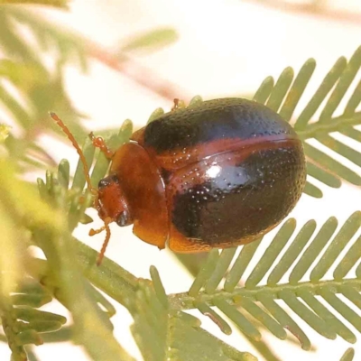 Dicranosterna immaculata (Acacia leaf beetle) at O'Connor, ACT - 25 Sep 2023 by ConBoekel