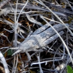 Coryphistes ruricola (Bark-mimicking Grasshopper) at QPRC LGA - 24 Sep 2023 by Paul4K