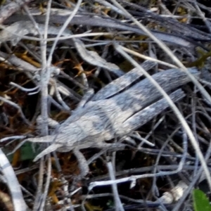 Coryphistes ruricola at Borough, NSW - 24 Sep 2023