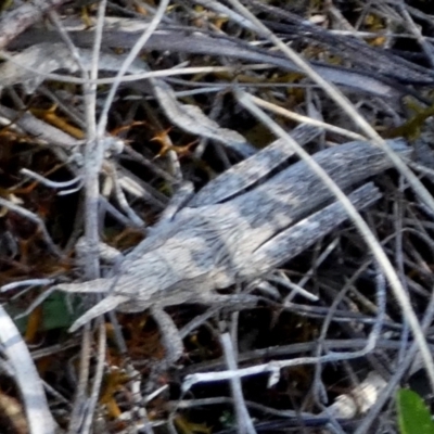 Coryphistes ruricola (Bark-mimicking Grasshopper) at QPRC LGA - 24 Sep 2023 by Paul4K