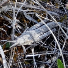 Coryphistes ruricola at Borough, NSW - 24 Sep 2023