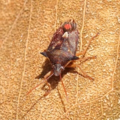 Unidentified Shield, Stink or Jewel Bug (Pentatomoidea) at O'Connor, ACT - 25 Sep 2023 by ConBoekel