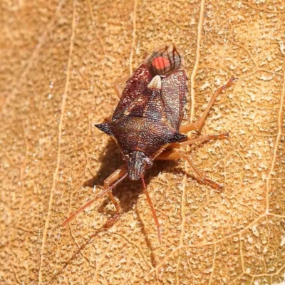 Unidentified Shield, Stink or Jewel Bug (Pentatomoidea) at Dryandra St Woodland - 25 Sep 2023 by ConBoekel