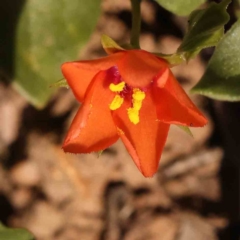 Lysimachia arvensis (Scarlet Pimpernel) at Dryandra St Woodland - 25 Sep 2023 by ConBoekel