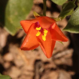 Lysimachia arvensis at O'Connor, ACT - 25 Sep 2023