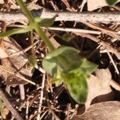 Lysimachia arvensis at O'Connor, ACT - 25 Sep 2023