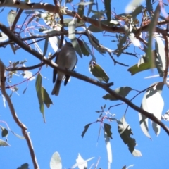 Petroica rosea at Red Hill, ACT - 25 Sep 2023 09:09 AM