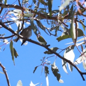 Petroica rosea at Red Hill, ACT - 25 Sep 2023 09:09 AM