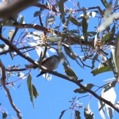 Petroica rosea at Red Hill, ACT - 25 Sep 2023