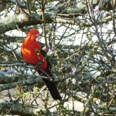 Alisterus scapularis (Australian King-Parrot) at Symonston, ACT - 18 Sep 2023 by CallumBraeRuralProperty