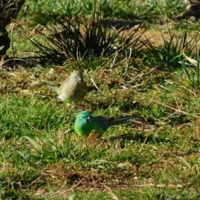 Psephotus haematonotus (Red-rumped Parrot) at Symonston, ACT - 2 Nov 2022 by CallumBraeRuralProperty