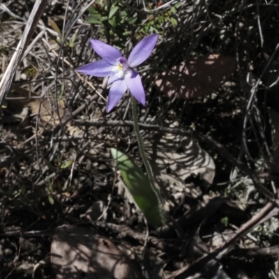 Glossodia major (Wax Lip Orchid) at Point 4910 - 25 Sep 2023 by Rheardy