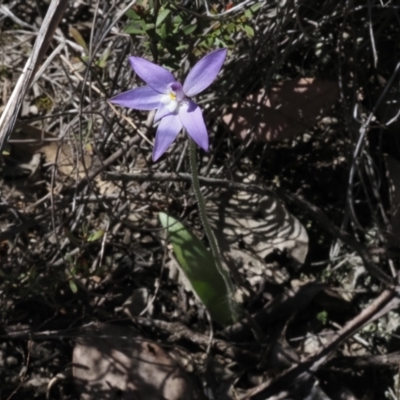 Glossodia major (Wax Lip Orchid) at Black Mountain - 25 Sep 2023 by Rheardy