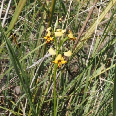 Diuris nigromontana (Black Mountain Leopard Orchid) at Point 4762 - 25 Sep 2023 by Rheardy
