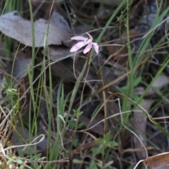 Caladenia fuscata (Dusky Fingers) at Black Mountain - 25 Sep 2023 by Rheardy