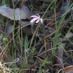 Caladenia fuscata at Canberra Central, ACT - suppressed