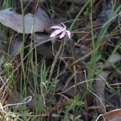 Caladenia fuscata (Dusky Fingers) at Point 4762 - 25 Sep 2023 by Rheardy