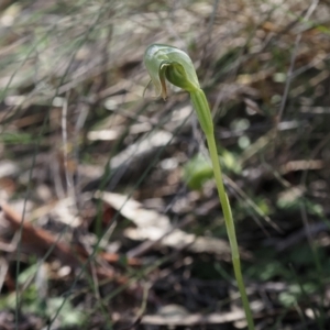 Pterostylis nutans at Canberra Central, ACT - suppressed